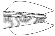 Trigloporus lastoviza_claves.jpg